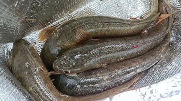 mồi mềm NFF + Lưỡi thủ công thìa titan không bao giờ làm tôi thất vọng