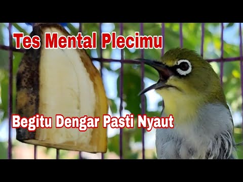 TERAPI PLECI BUSTOMI AGAR PLECI CEPAT BUKA PARUH