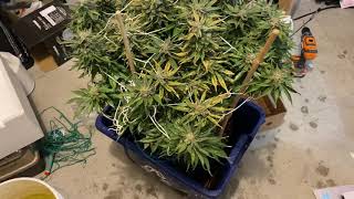 Cookies Kush Nutrient Burn