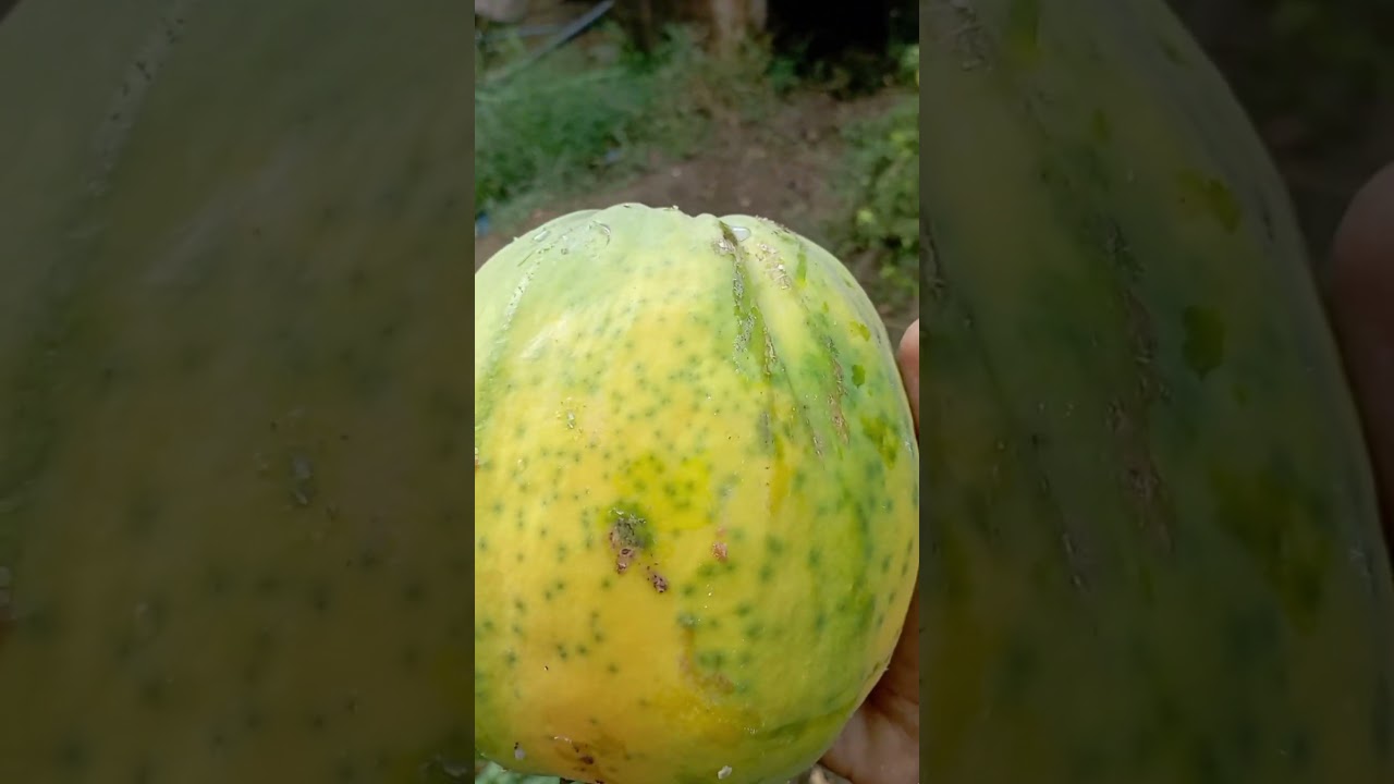 pila papaya vlogs #discovery #vlog #desivlogs #youtuber #funny #comedy #viralvideo #funnyshorts
