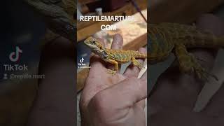 Hypo Trans tiger bearded dragon