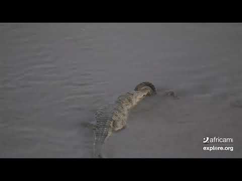Croc vs  Rock  Python 2019 03 18 21 29 42