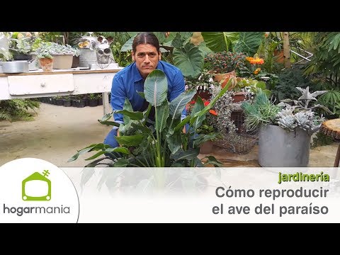 Cómo reproducir el ave del paraíso - Briconsulta - Jardinatis