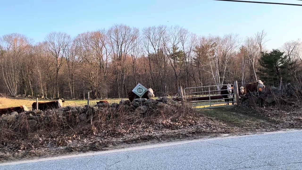 Where’s our breakfast????!!! Impatient cows