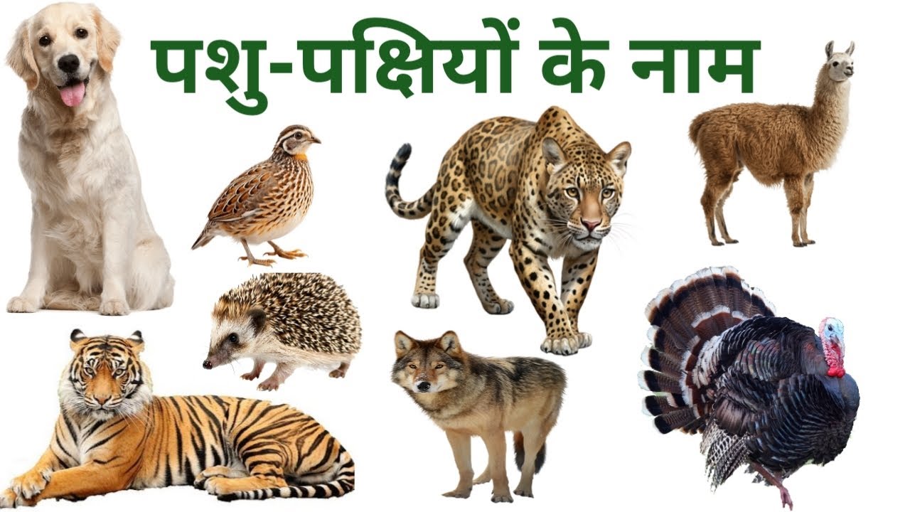 Animals | Learn Animals and Birds Names in English and hindi | Kids Vocabulary