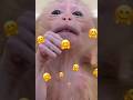 #子猿 #cute #monkey
