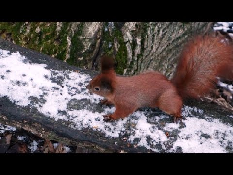Белки Новый Год Видео Белки Новый Год Видео