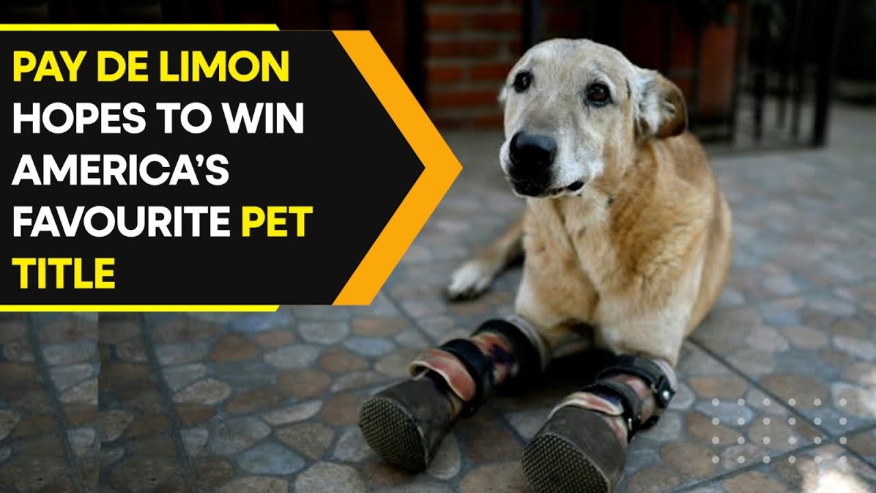 Meet Pay de Limon, a dog rescued from the torture of criminal groups I WION Originals I WION