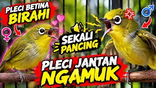 Pleci betina birahi manggil jantan. Sekali pancing pleci jantan langsung ngamuk 