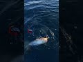 HOLIDAY JIGGING JACKPOT SA AMBERJACK