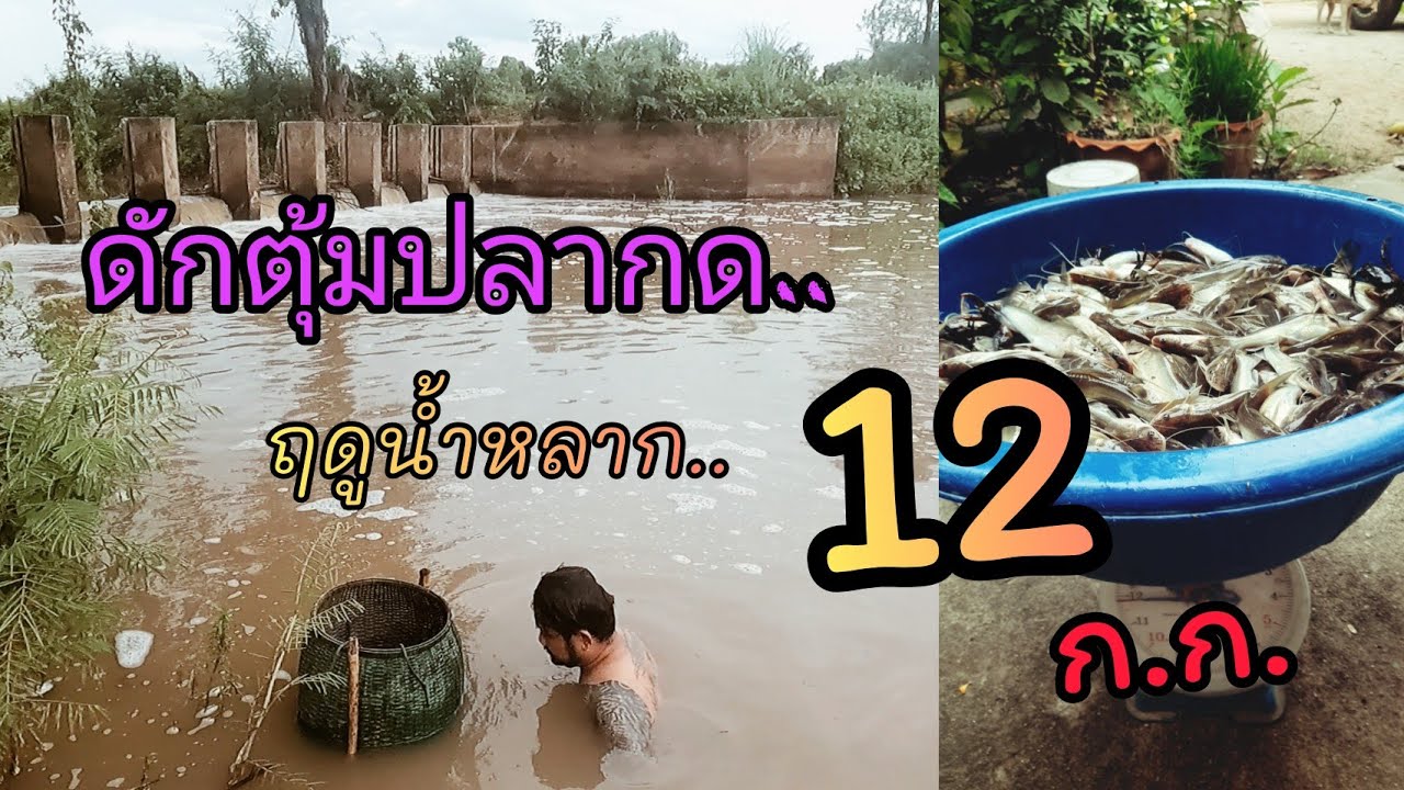 ดักตุ้มปลากดep.4..ฤดูน้ำหลาก น้ำแรกของปีได้เยอะเกินคาด😁😁