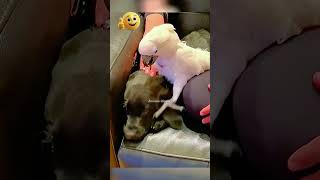 Funny Dogs vs Cats Moments to Brighten Your Day😂🐶😸#shorts #shortvideo  #funny #animalshorts
