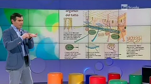 Che cosa sono i recettori sensoriali?