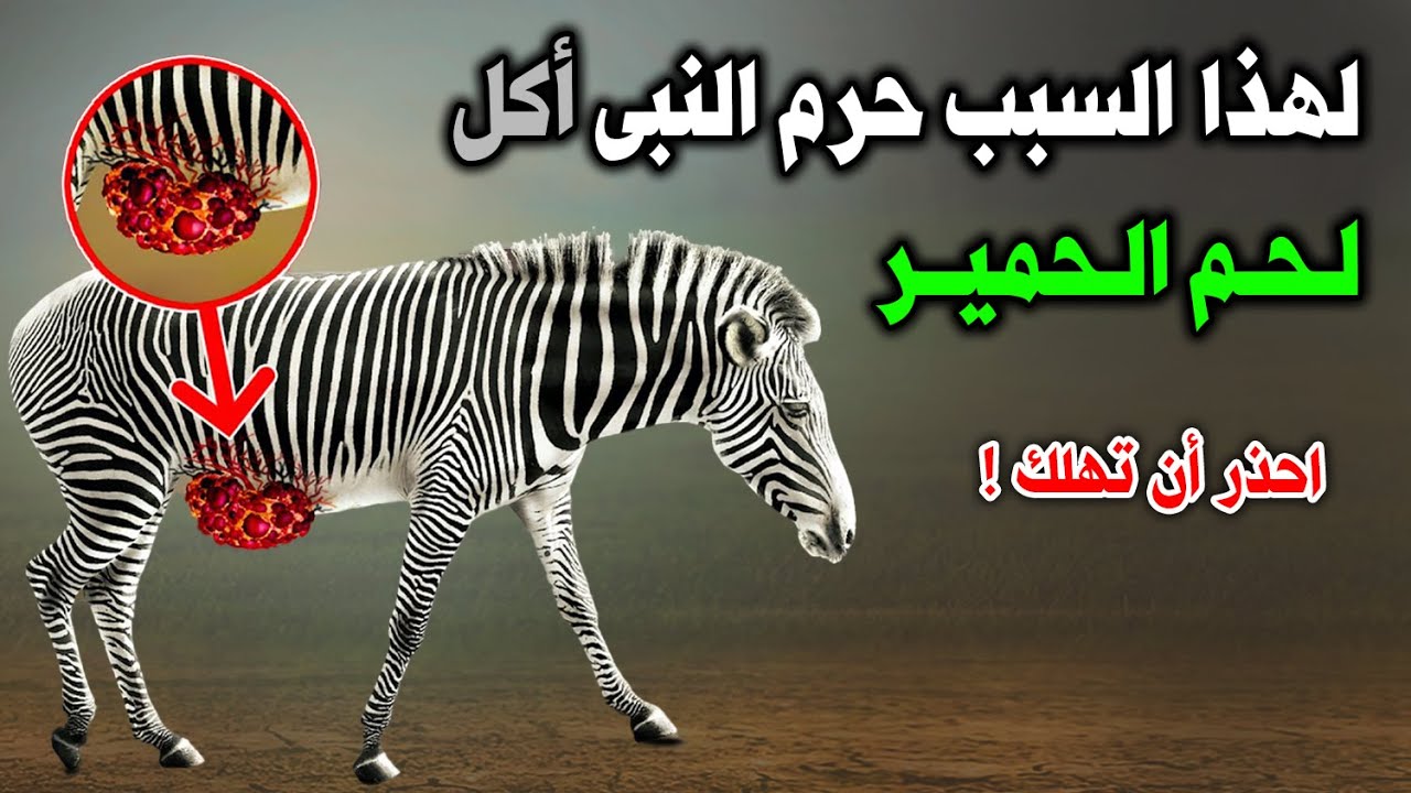 لماذا حرم الله اكل الحمير ؟ واعتبرها فسق وفجور ؟ واحل لنا اكل لحوم الحمير الوحشية ؟ إجابة ستصدمك...!