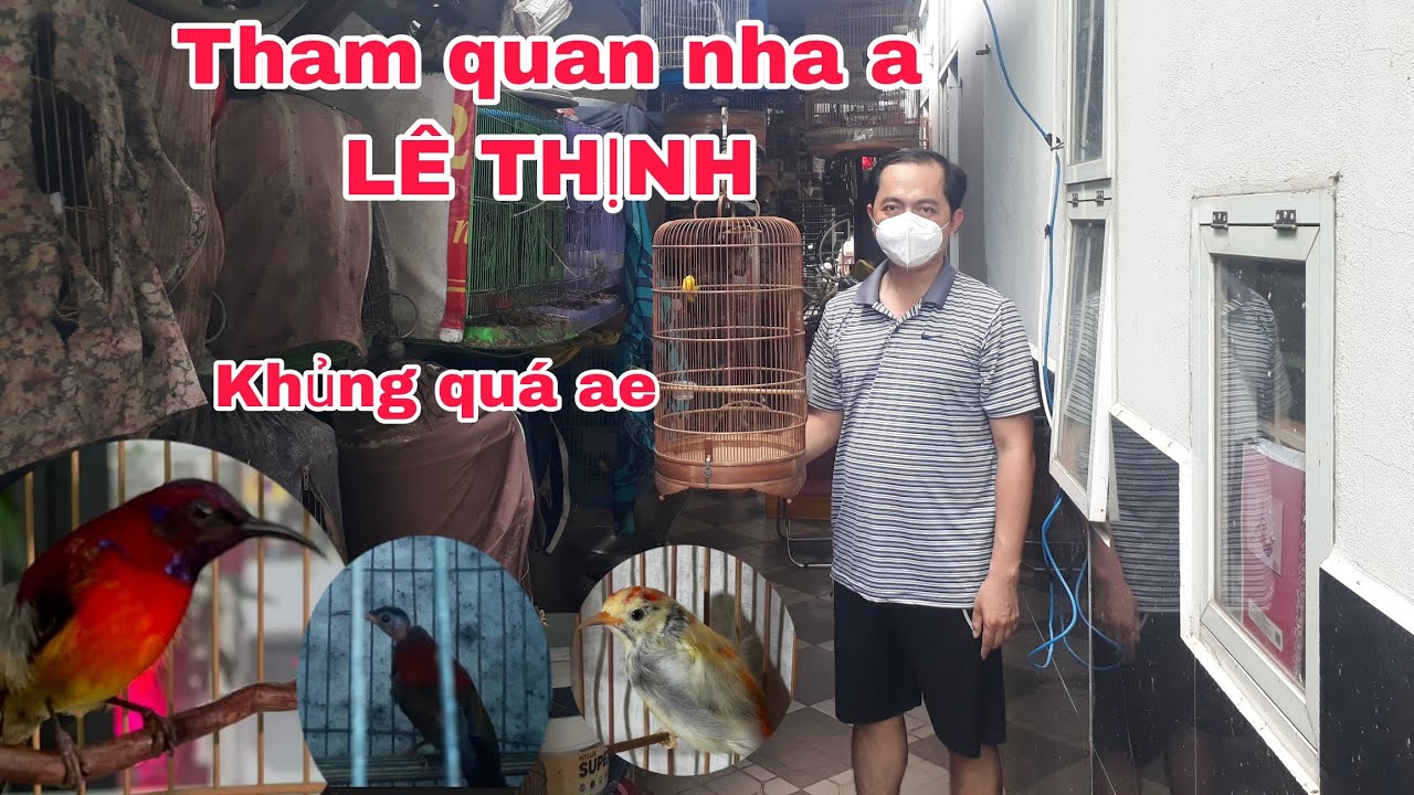 Tham quan chim nhà a LÊ THỊNH  chủ hãng cám hút mật  LÊ THỊNH