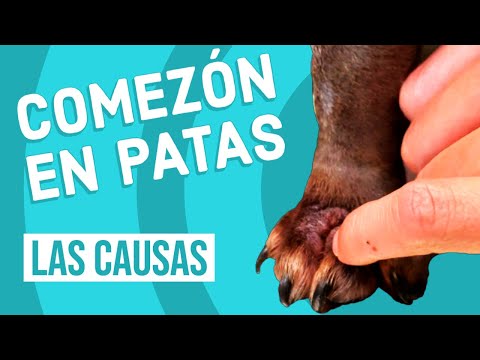 Video: ¿Cómo me quito la savia de las patas de mi perro?