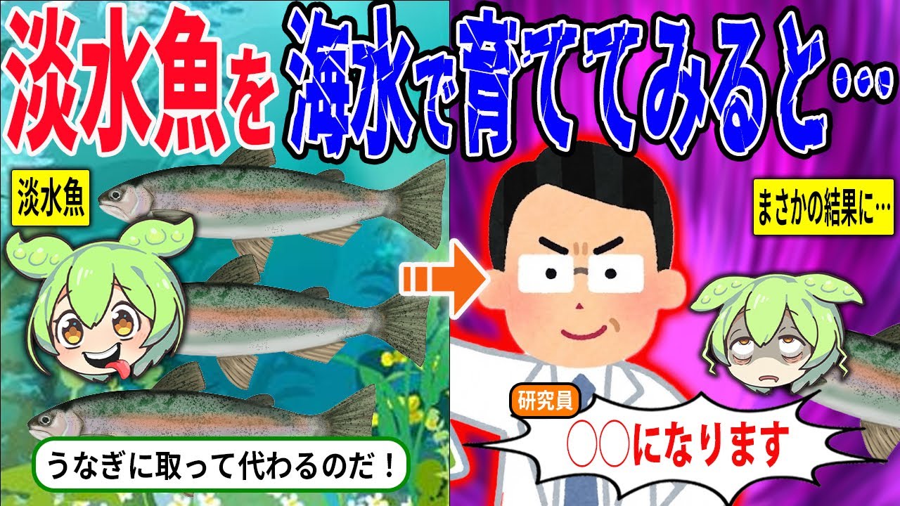 淡水魚を海水で育てるとどうなるのか【ずんだもん＆ゆっくり解説】