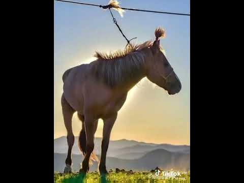 морь - YouTube