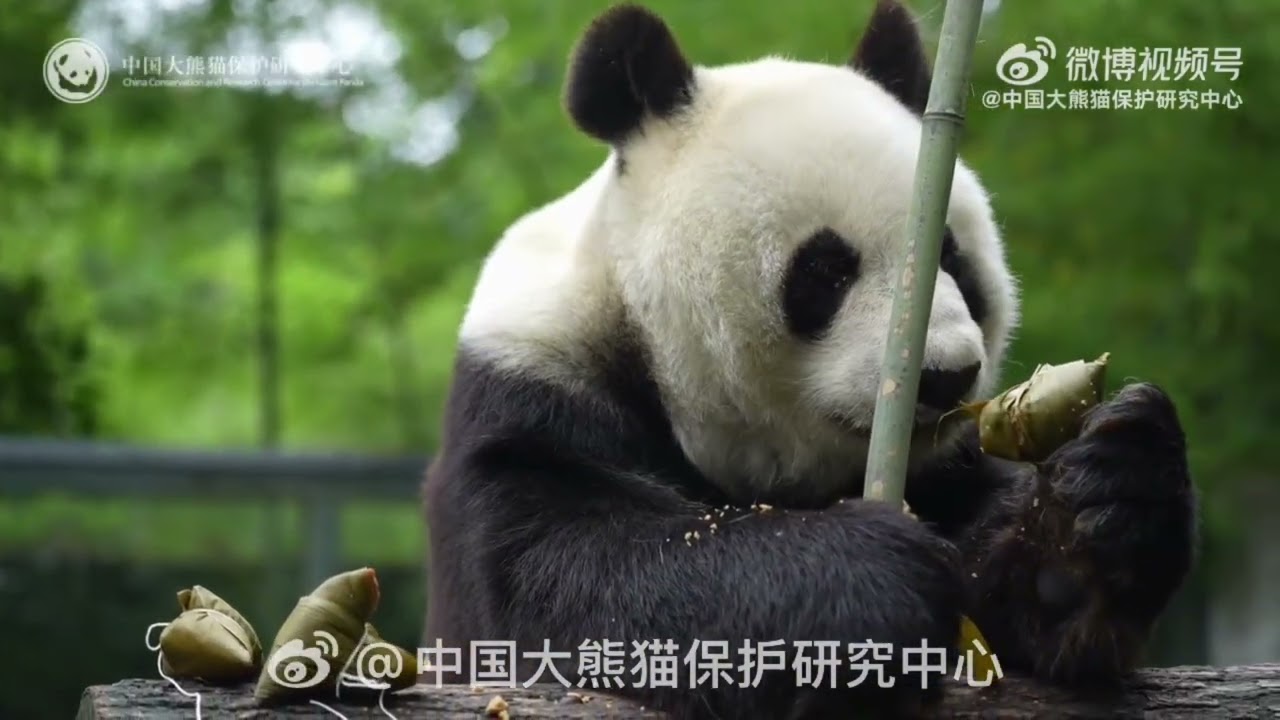 Mei & Tian 😘🥰🌹2026.6.19 🌹 - YouTube