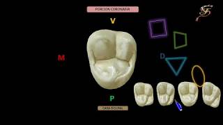 tercer molar superior anatomía