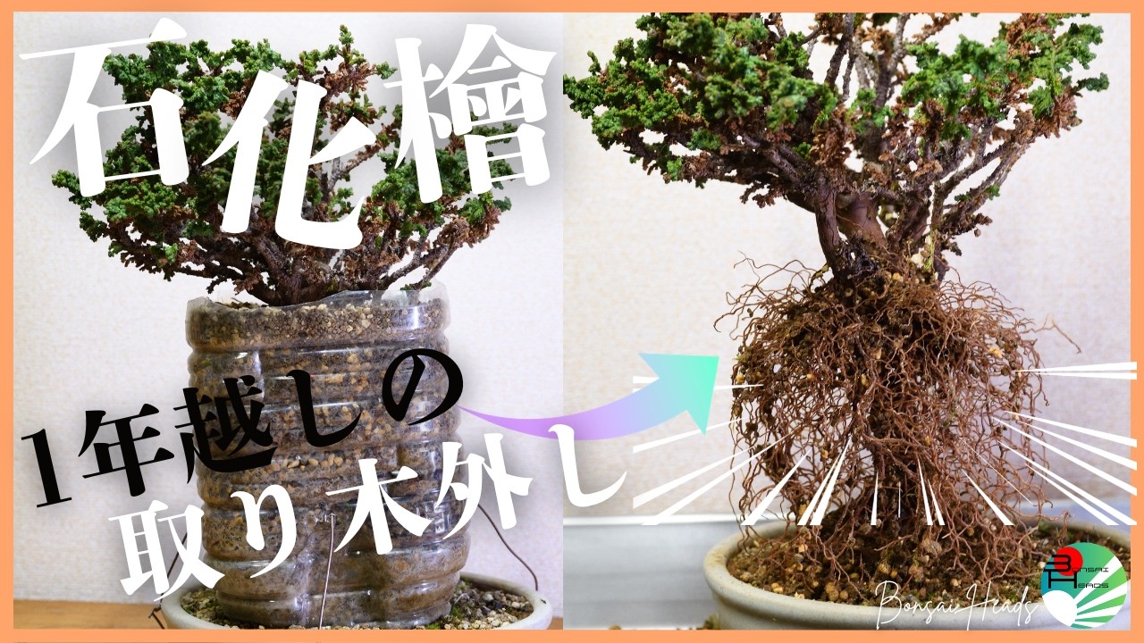 直幹から株立ちへ｜石化檜の盆栽変化の記録 From Single Trunk to