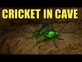 This Strange Insect Lives Between the Bricks #shortvideo