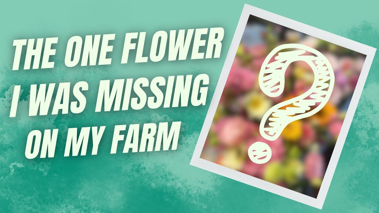 The ONE flower I wished I started growing sooner (and why you should grow it too!)