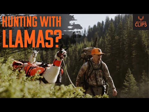 Hunting with Pack Llamas | MeatEater Clips with Ol' Cal
