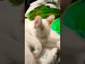 te quedaste 😸