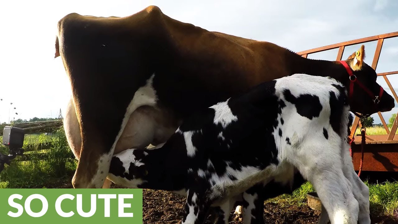 Newborn calves run for milk from adopted mother YouTube