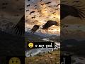 🦅 Hundreds of Bald Eagles Fill the Sky😱 #BaldEagle #Wildlife #Nature #Animals #USA #Eagle