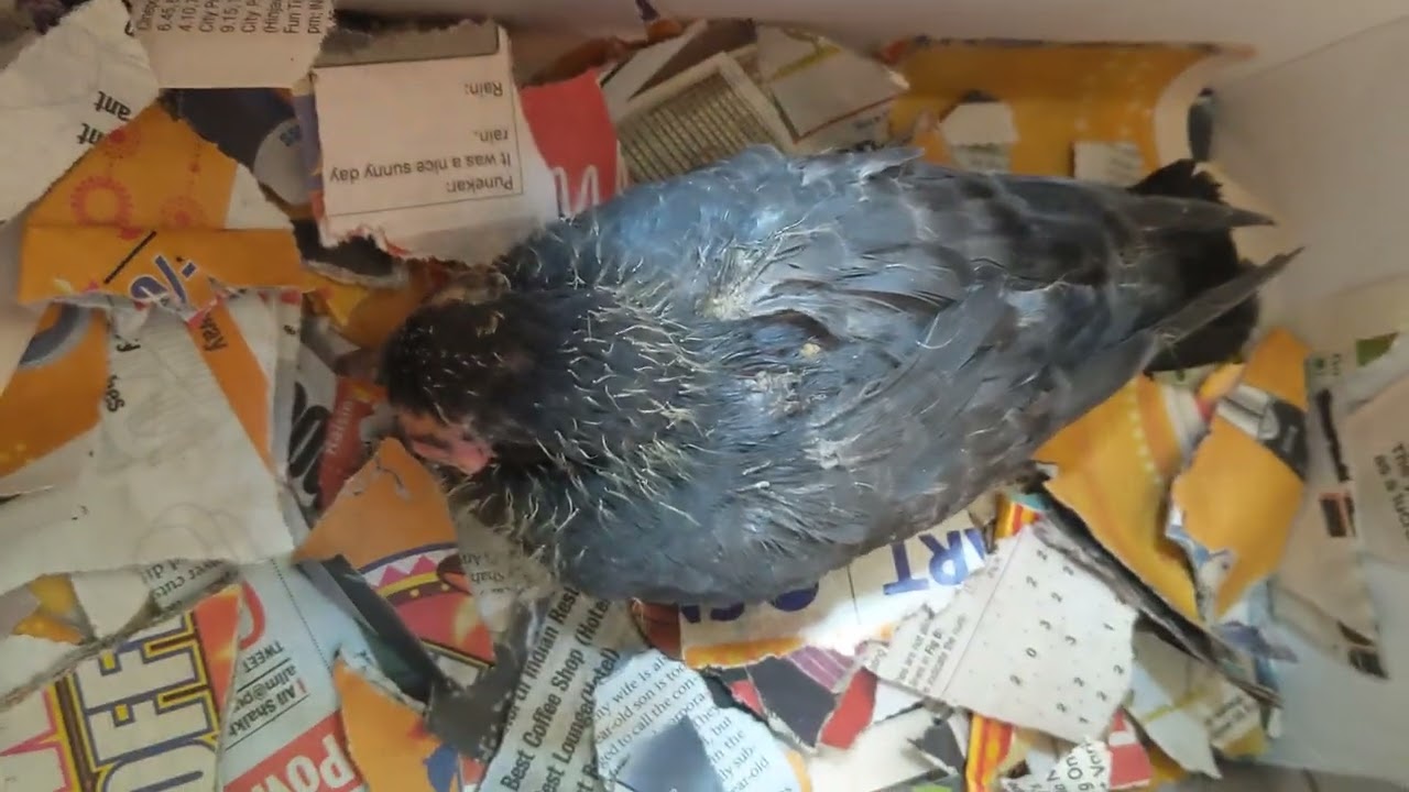 baby pigeon with chronic eye infection causing temporary blindness, unable to see and fly | rescued
