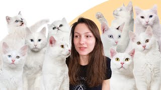 7 Facts You Didn't Know About White Cats by Cats 14,300 views 5 months ago 5 minutes, 55 seconds