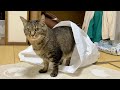 そこに袋があったから