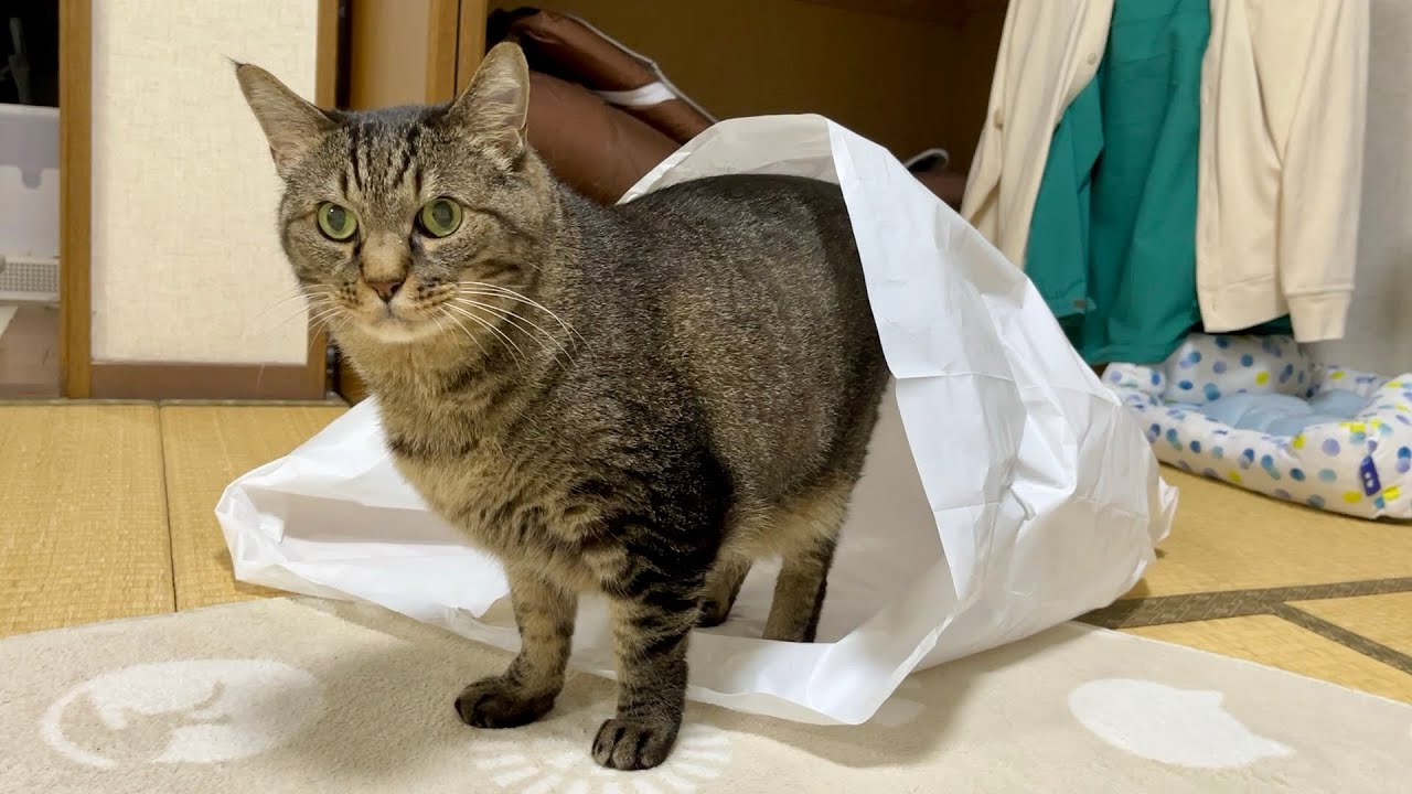 そこに袋があったから