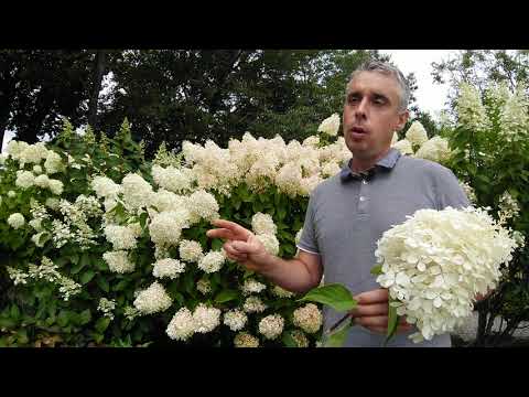 Vídeo: Paniculata D'hortènsia En Cultiu En Climes Freds