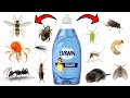 How To Effectively Get Rid of Pests With Dawn Dish Soap