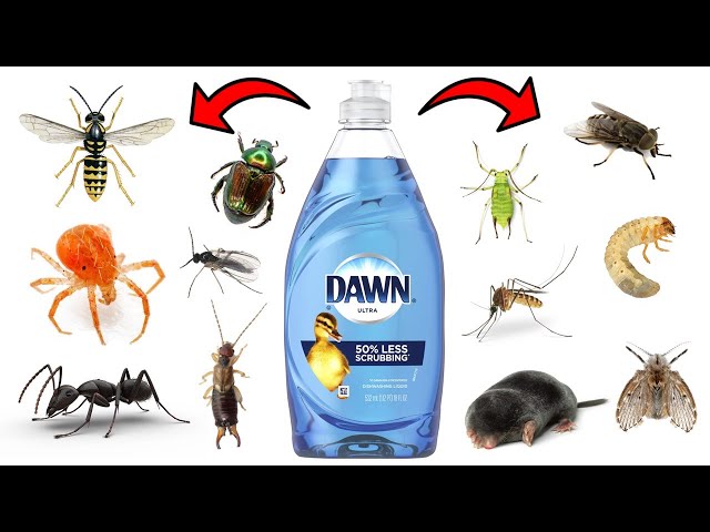 Dawn Dish Soap Makes a Great Insect Killer