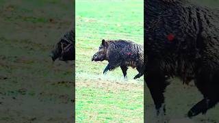 🚨🐗 Дикий Кабан Попал Прямо В Поле Зрения Охотника! #охота #bowhunting #wildlife #кабан #hunting