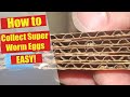 How To Collect SuperWorm Eggs and Hatch Them - Morio Worm Eggs - Super Worm Beetle Laying Eggs