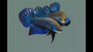 Juan Garcia, Criando Bettas Mahachai