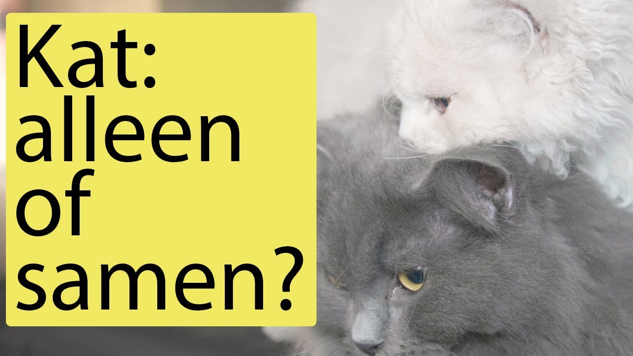 Katten? Alleen of samen? - Brokken & Zo