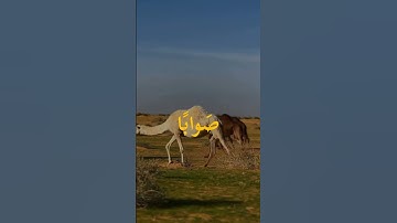 القارئ الشيخ أحمد بن طالب حفظه الله كأنها محاكاة للشيخ علي جابر رحمه الله