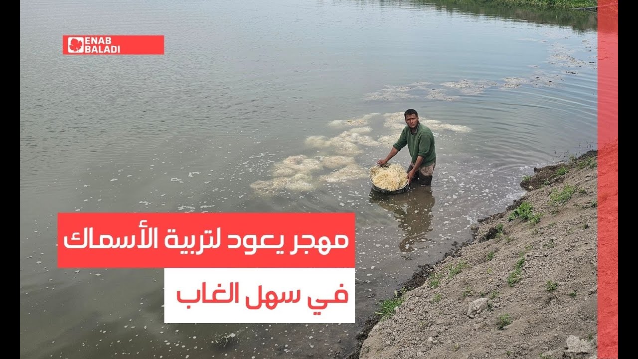 حماة.. مهجر يعود لتربية الأسماك في سهل الغاب