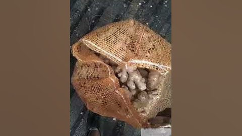 peroses pencucian jahe gajah untuk di export ke berbagai negara