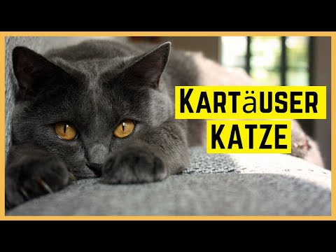 Video: Chartreuse-Katze: Rassemerkmale