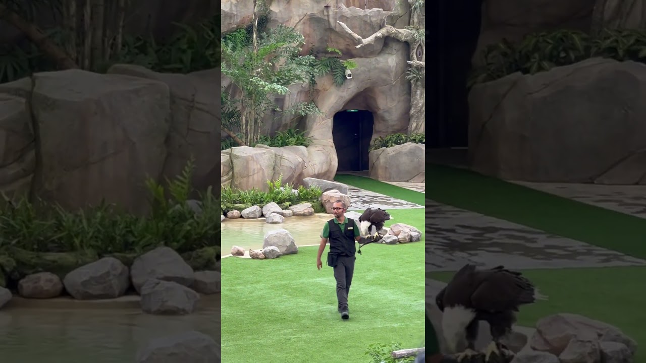 Bird Paradise Singapore - Predators on Wings show 2023