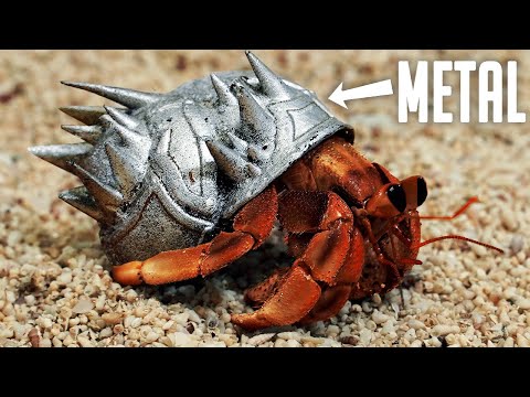 Video: Cum de a alege Shells Hermit Crab de formă și dimensiune