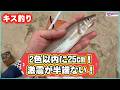 【キス釣り】丸々太った巨ギス！激震が半端ない！