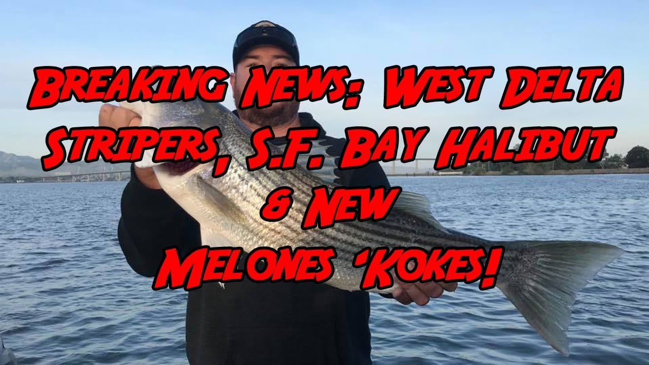Breaking News West Delta Stripers, S.F. Bay Halibut & New Melones